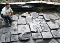 /album/geofotos/trilobites-fosiles-jpg/